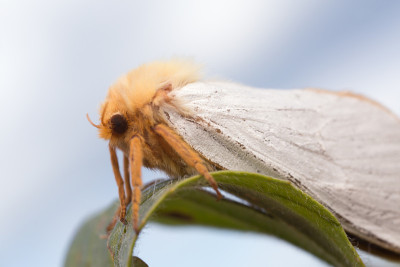 幽灵蛾，Hepialus humuli