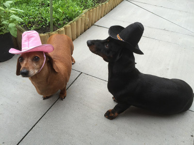 迷你腊肠犬