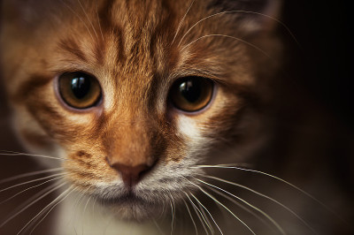 可爱的小红猫。宏观状况