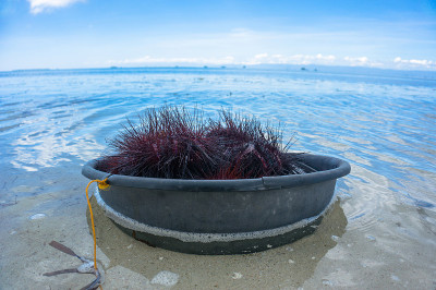 捕获海胆