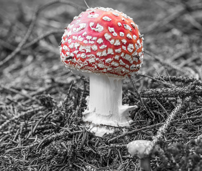 白毒伞，俗称黑木耳或白毒伞蝇黑白背景。树林里的红色有毒蘑菇。