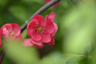 狮子树红花
