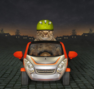 猫在晚上开一辆敞篷车