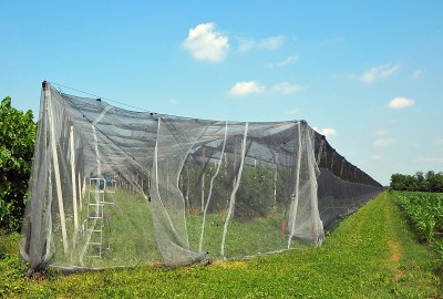 苹果园覆盖着一层由防虫网做成的结构。