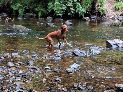 匈牙利Vizsla工作犬