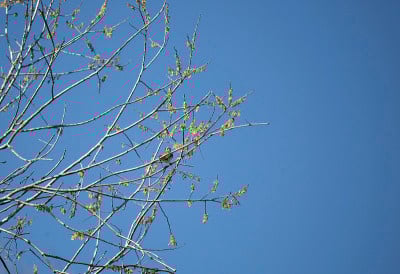 White-Throated麻雀