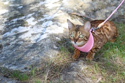 令人惊叹的纯种孟加拉猫户外