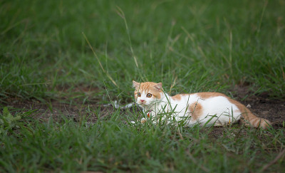猫在户外草坪上玩耍