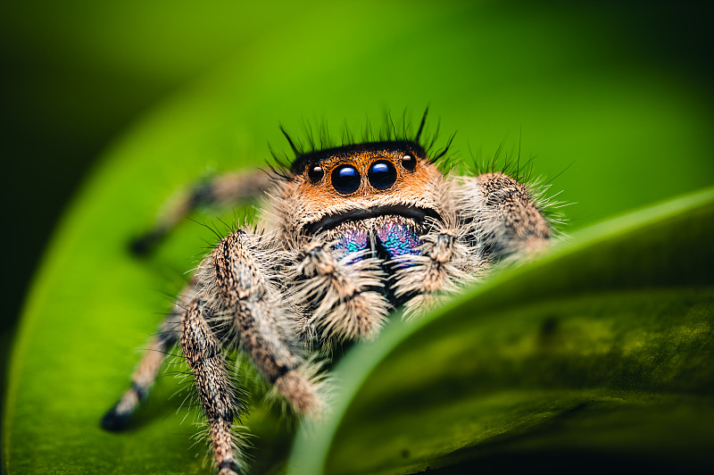 雌性跳蛛(Phidippus regius)在绿色上爬行。宏观，大眼睛，清晰的细节。漂亮的大眼睛和大