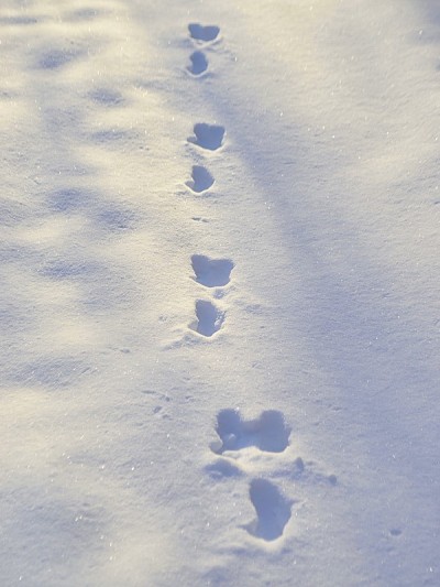 雪地上有野兔的脚印。