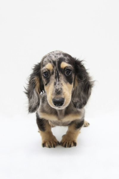 迷你腊肠犬