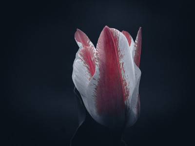 孤立的花