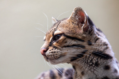 玛格，野豹，一种稀有的南美猫