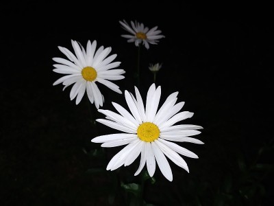 雏菊花