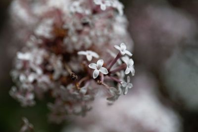 小叶丁香的花