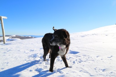 Pratomagno山顶的雪