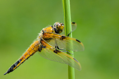 四斑点追逐者(Libellula quadrimaculata)