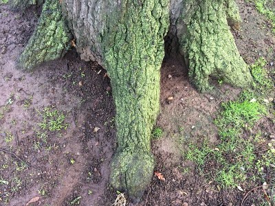 土耳其橡树的树干/树干