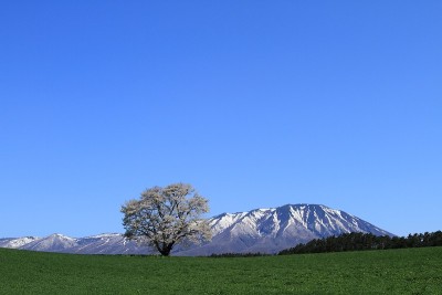 岩手县岩手与樱花
