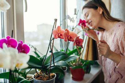 用金色金属喷壶浇灌兰花蝴蝶兰。照料家中植物的妇女。家的爱好