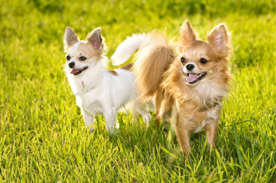 两个吉娃娃犬