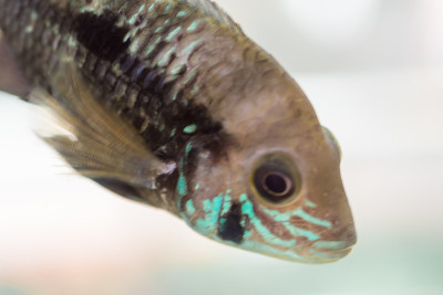 水族鱼比慈鲷科鱼小。nijsseni是慈鲷科鱼类的一种，是当地黑水栖息地的特有鱼类。