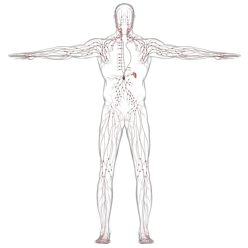 用于医学概念三维渲染的人体淋巴结解剖