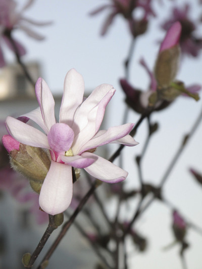 星形Magnolia