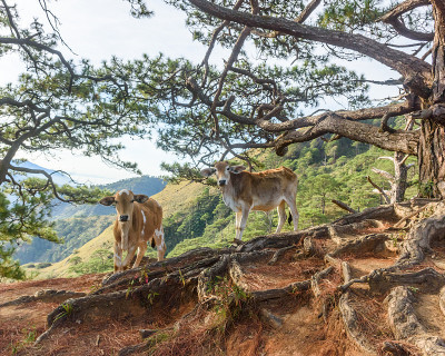 野生牛看