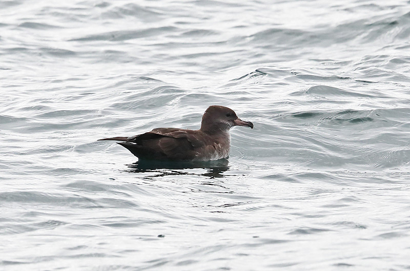 粉红足海鸥(Ardenna creatopus)