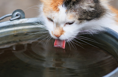 美丽的家猫急切地喝铁桶里的水