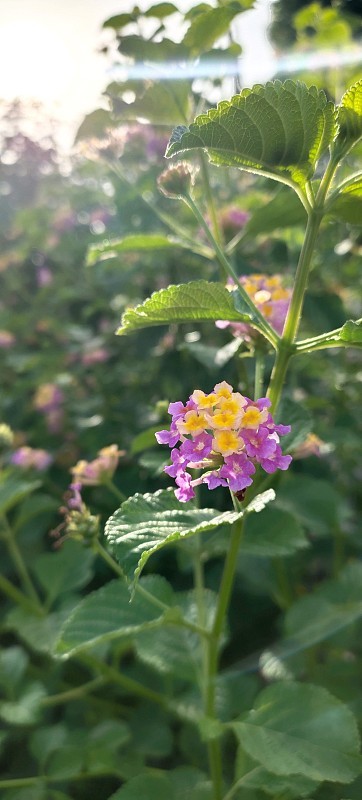 马樱丹属花