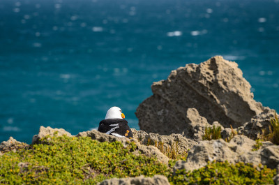 Robberg半岛，Robberg自然保护区景观海鸟，印度洋海浪南非，花园路线。南非的景观