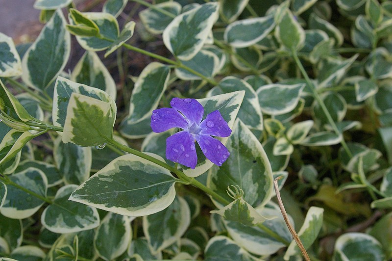 开花的小长春花，小长春花