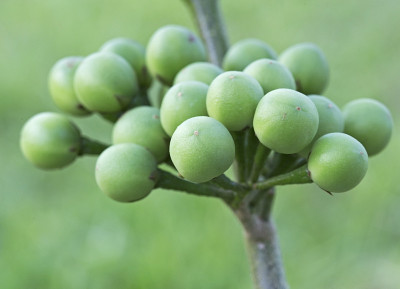 豌豆茄子