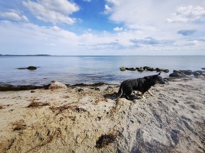 海滩上的澳大利亚牧牛犬