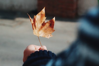 秋叶在智利圣地亚哥做，智利