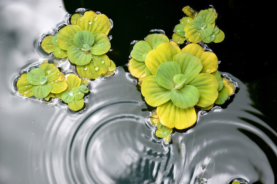 池塘里的植物