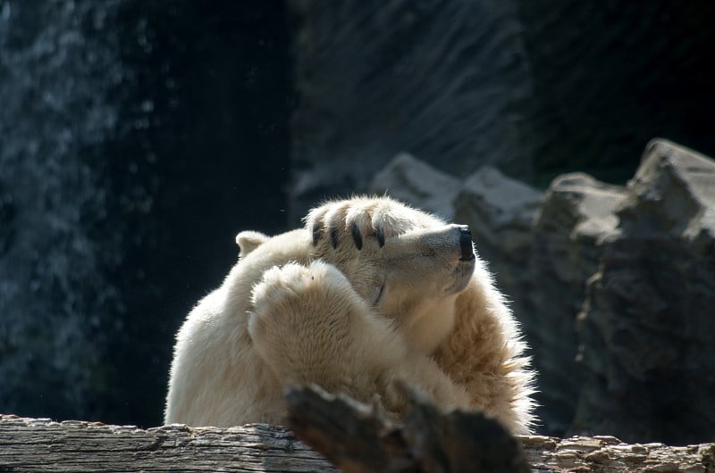 北极熊(Ursus maritimus)是一种多肉食性的熊，其本土活动范围主要在北极圈内，包括北冰洋