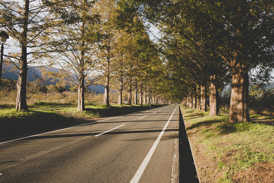 水杉树和道路