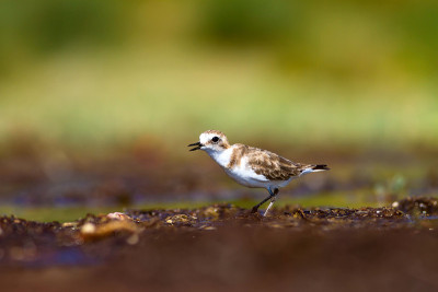 可爱的小水鸟。自然背景。常见的水鸟:肯特鸻。Charadrius alexandrinus。