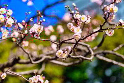 梅花。