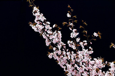樱花黑色背景
