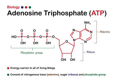 三磷酸腺苷(ATP)的生物结构图