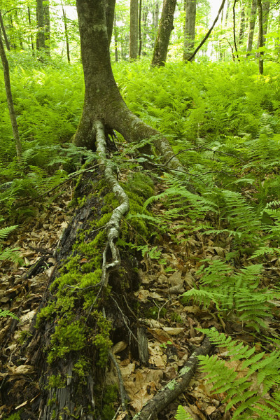 蕨类和森林，粉色床区域，Pisgah NF, NC