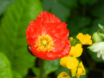 莫奈花园中的红花