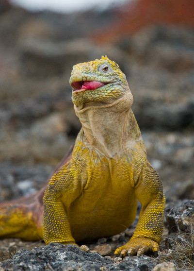 The land iguana eats a cactus.