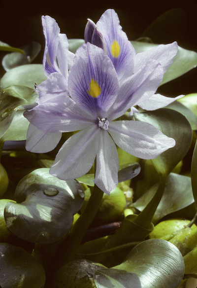 水葫芦