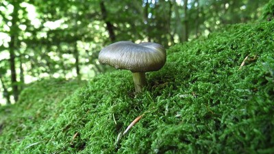 森林里的金色蘑菇