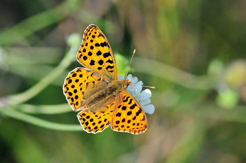 西班牙贝母女王(Issoria lathonia)是蛱蝶科的蝴蝶。